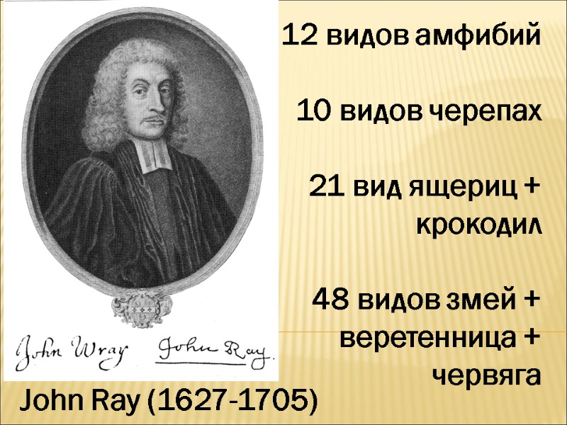 John Ray (1627-1705) 12 видов амфибий  10 видов черепах  21 вид ящериц